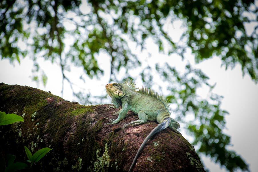 Iguana iguana