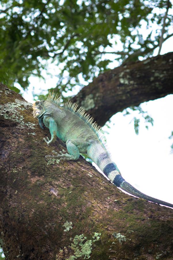 Iguana iguana