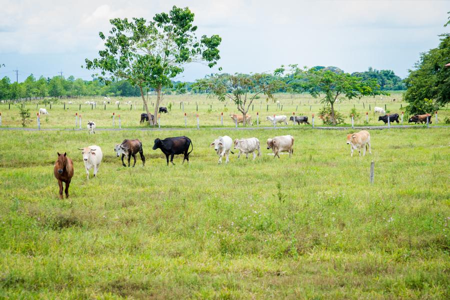 Ganado Bovino, Villavicencio, Meta, Colombia