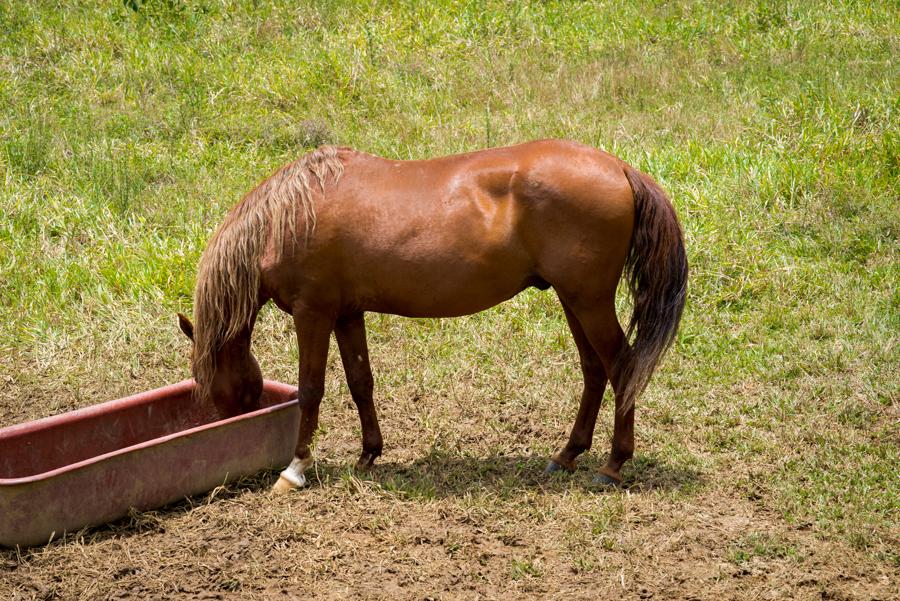 Equus caballus