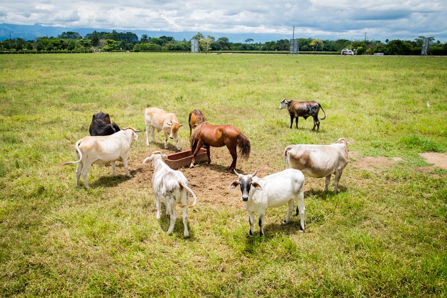 Ganado Bovino, Villavicencio, Meta, Colombia