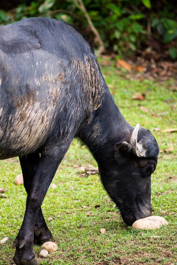 Bufalo Cafre, Hacienda Marsella, Villavicencio, Me...