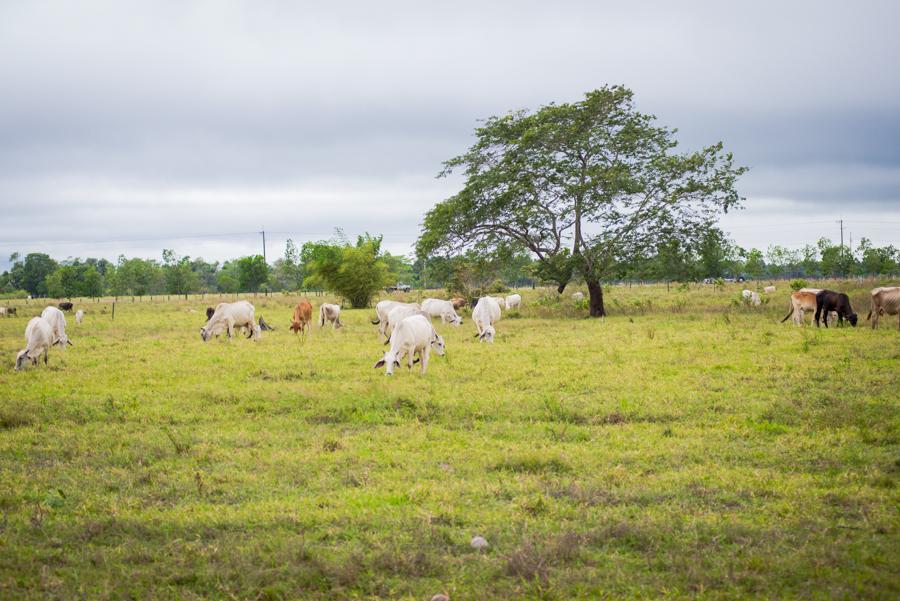 Ganado Bovino, Villavicencio, Meta, Colombia