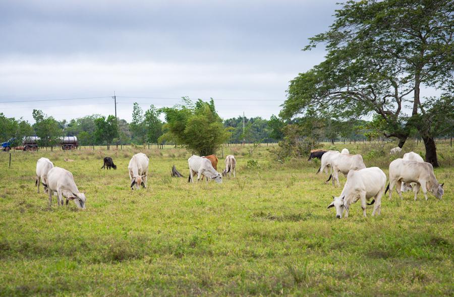 Ganado Bovino, Villavicencio, Meta, Colombia