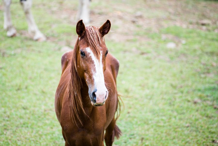 Equus caballus