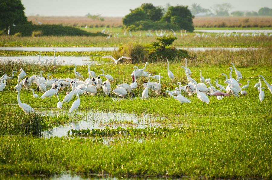 Garza Blanca, Ardeidae, Arauca, Colombia