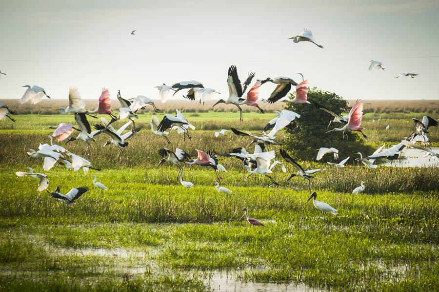 Garza Blanca, Ardeidae, Arauca, Colombia