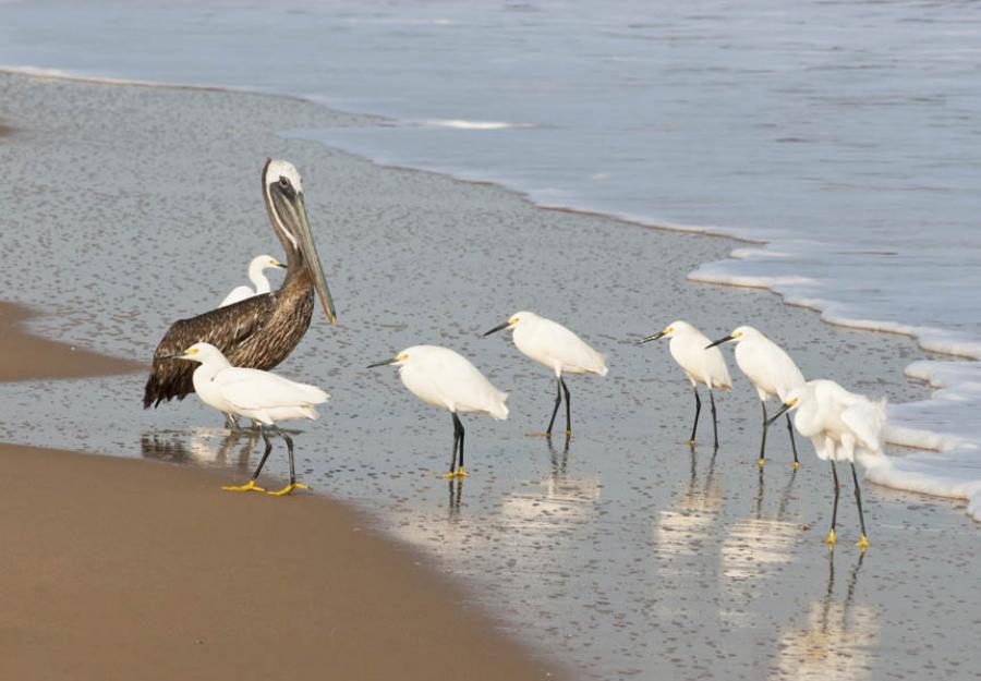 Pelicano, Pelecanus, Garza Patiamarilla, Egretta t...