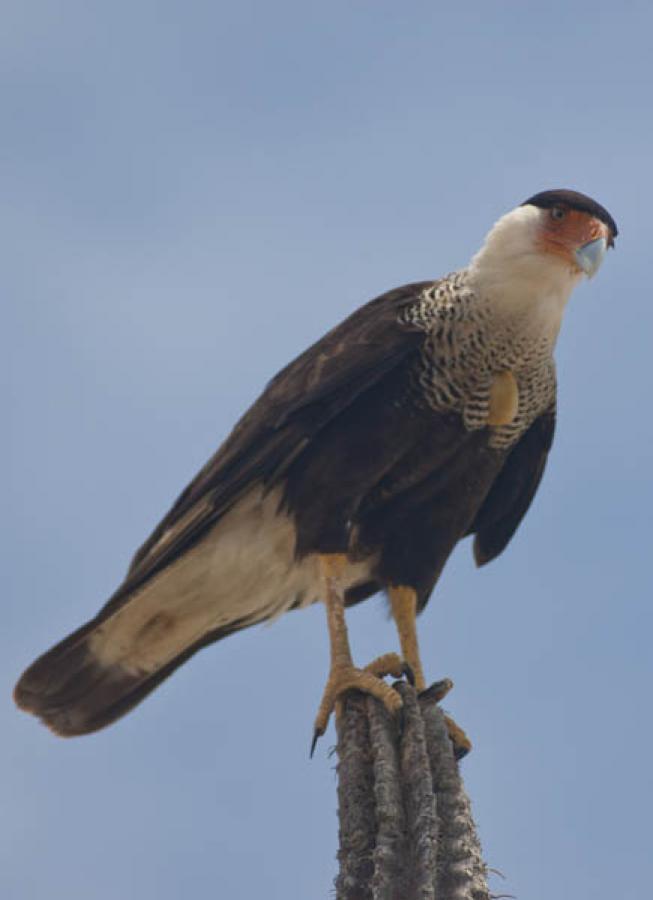 Aguila Coliblanca, Buteo albicaudatus, Guajira, Co...