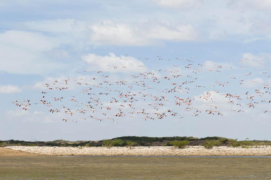 Santuario de Fauna y Flora Los Flamencos, Guajira,...