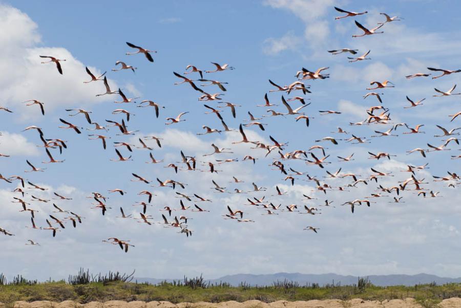 Santuario de Fauna y Flora Los Flamencos, Guajira,...