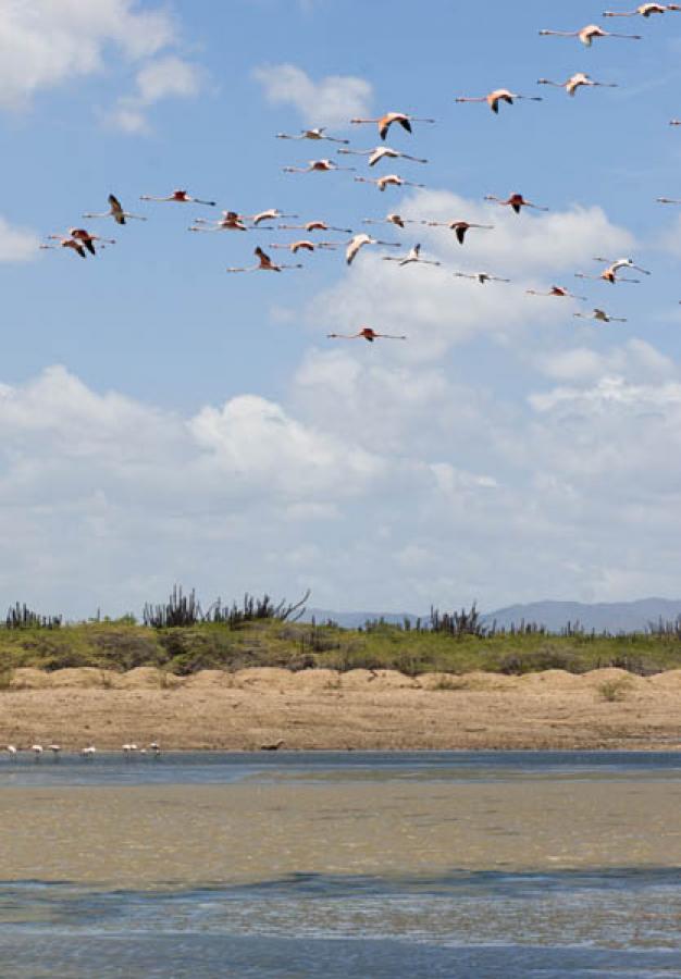 Santuario de Fauna y Flora Los Flamencos, Guajira,...