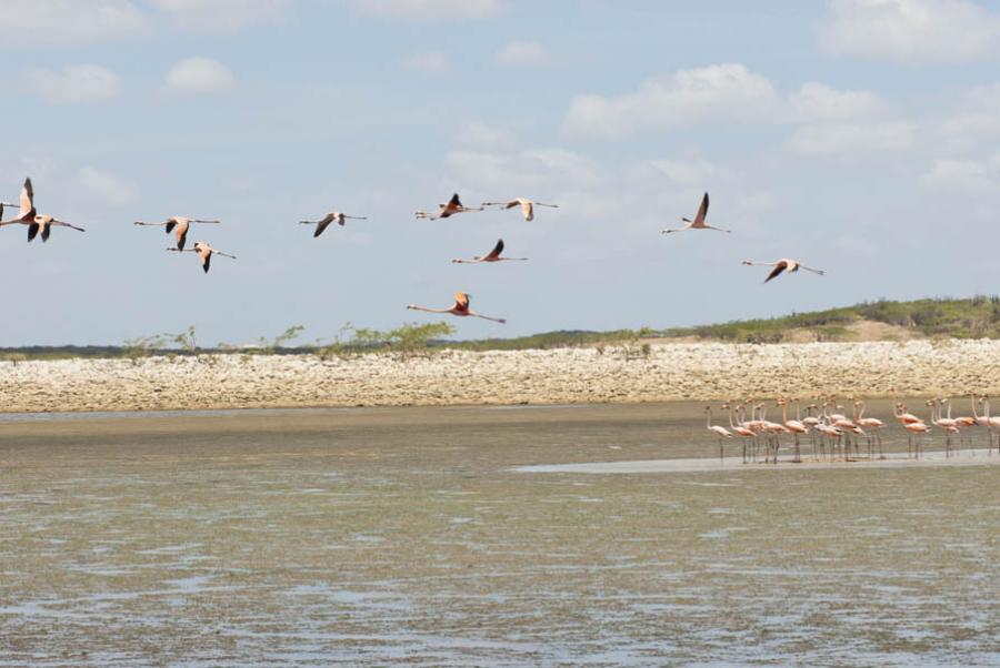 Santuario de Fauna y Flora Los Flamencos, Guajira,...