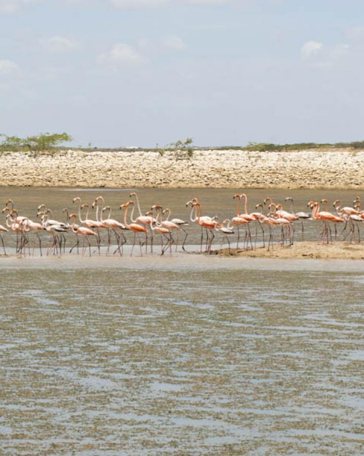 Santuario de Fauna y Flora Los Flamencos, Guajira,...