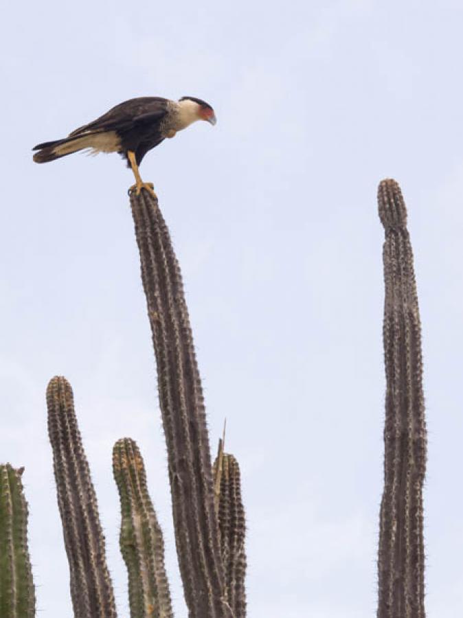 Aguila Coliblanca, Guajira, Colombia