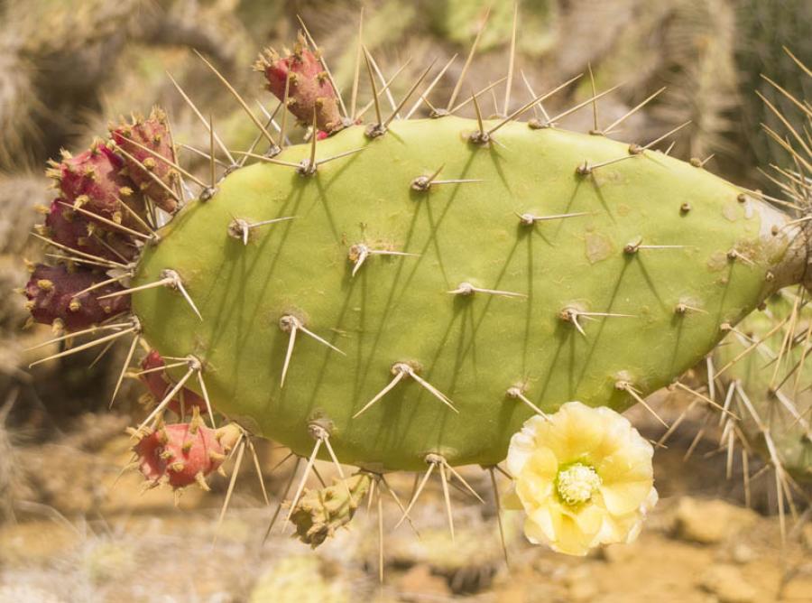 Cactus, Cactaceae, Guajira, Colombia