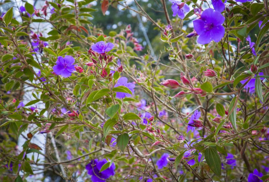 Flores, Antioquia, Colombia