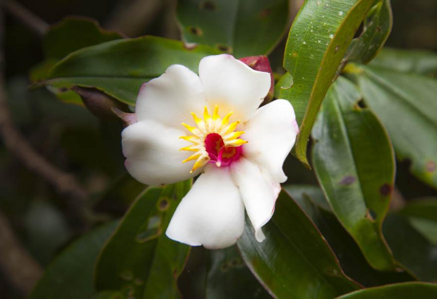 Flor De Siria, Antioquia, Colombia