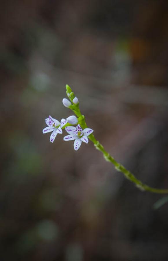 Flor, Antioquia, Colombia