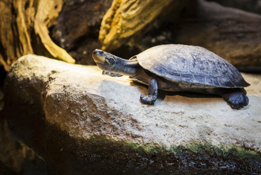 Tortuga, Medellin, Antioquia, Colombia