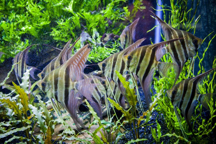 Peces, Medellin, Antioquia, Colombia