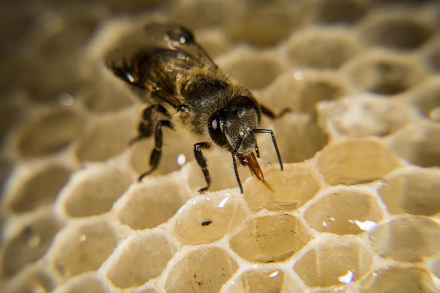 Abeja, Colombia