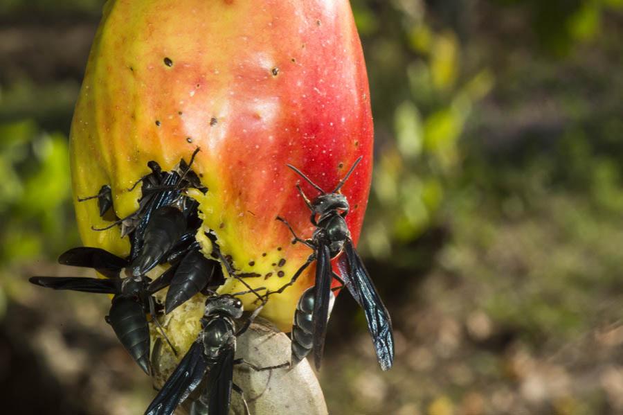 Avispas, Colombia