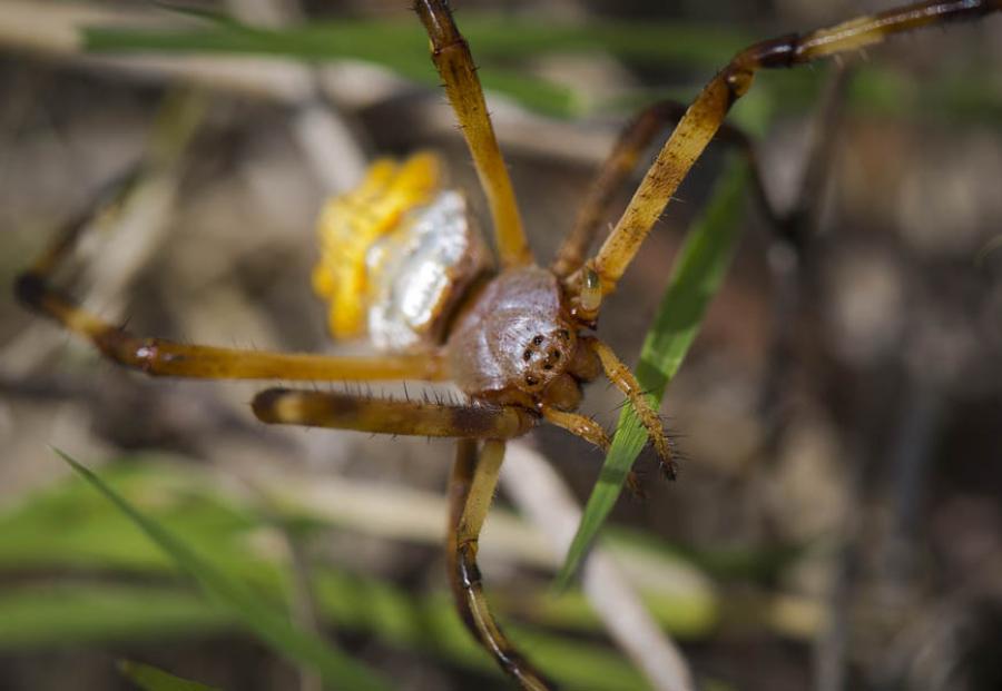 Araña, Colombia