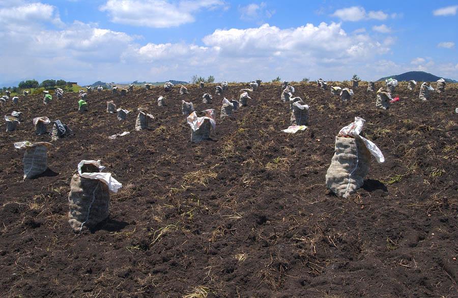 Agricultura, Colombia