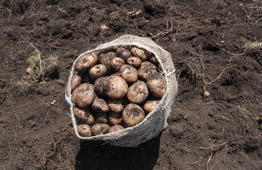 Agricultura, Colombia