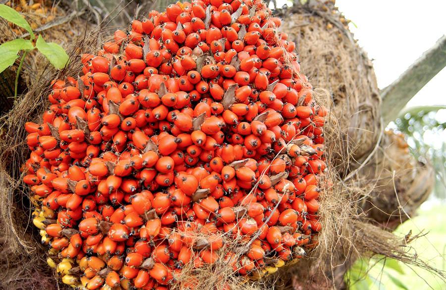 Chontaduro, Tumaco, Nariño, Colombia