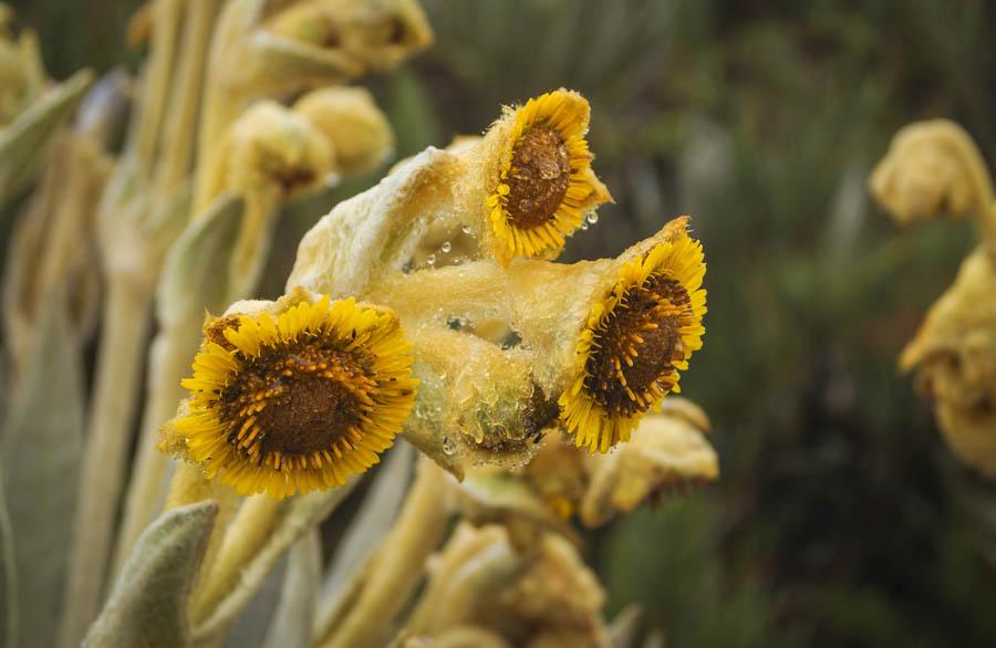 Frailejon, Espeletia Schultzii, Colombia