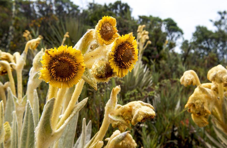 Frailejon, Espeletia Schultzii, Colombia