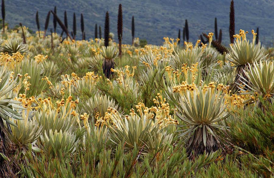 Frailejon, Espeletia Schultzii, Colombia