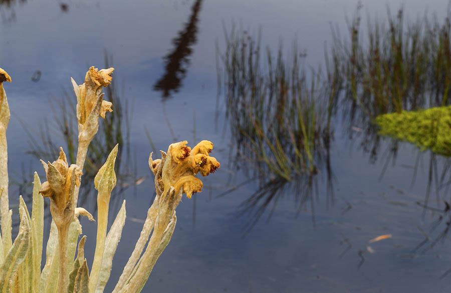 Frailejon, Espeletia Schultzii, Colombia