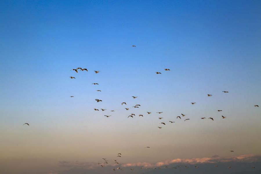 Aves, Colombia