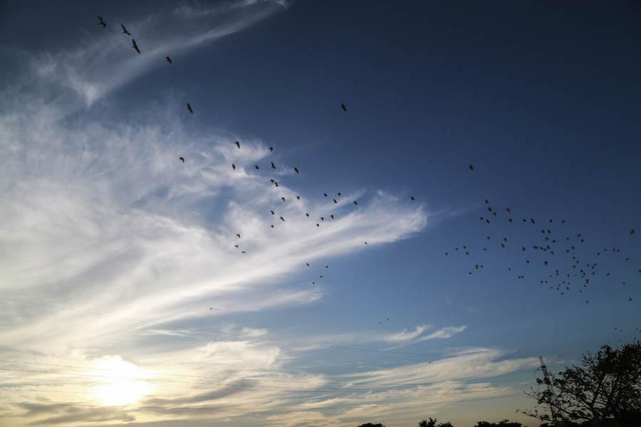 Aves, Colombia