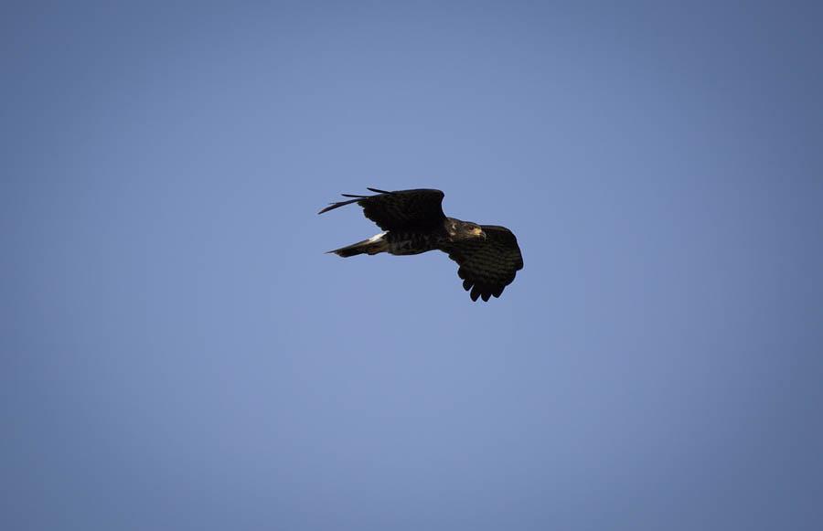 Halcon, Colombia