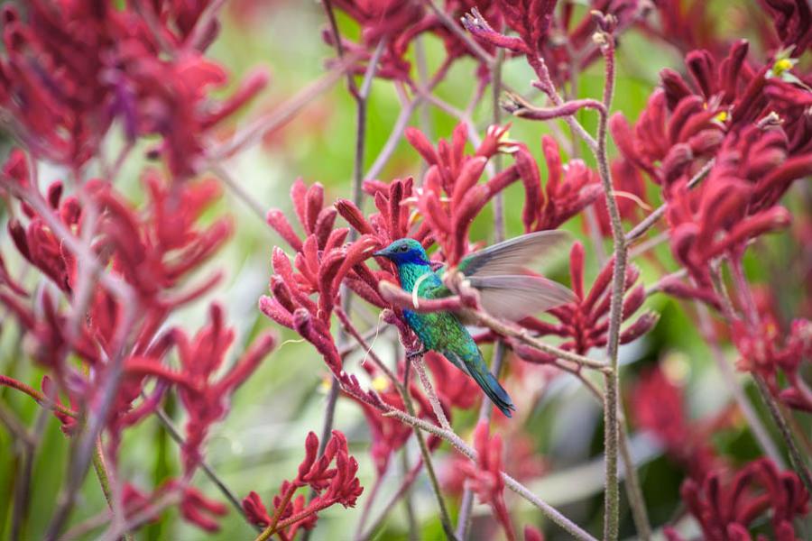 Colibri, Colombia