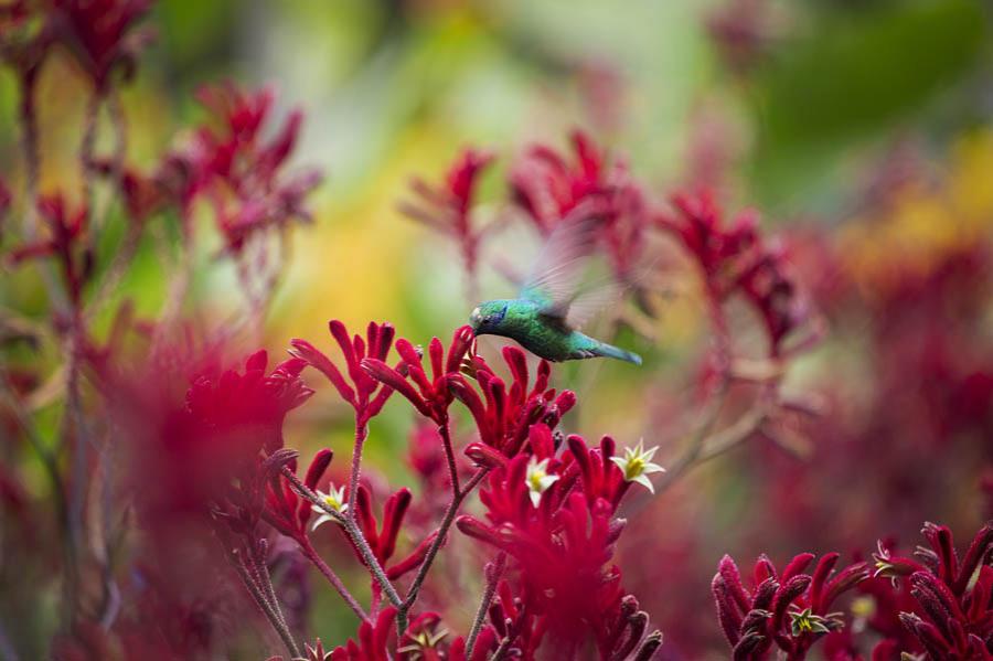 Colibri, Colombia