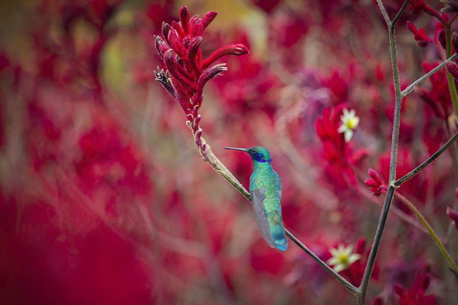 Colibri, Colombia