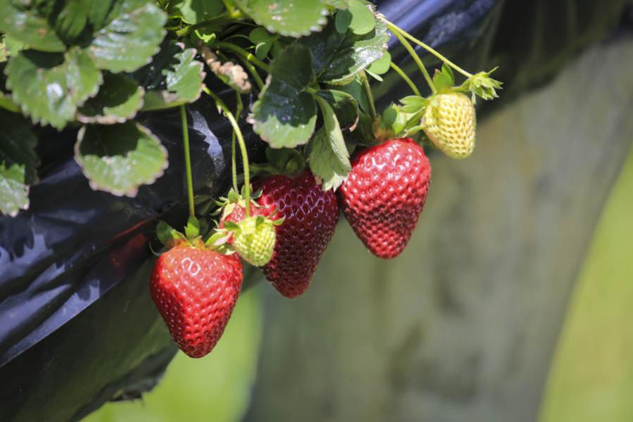 Fresas, Colombia