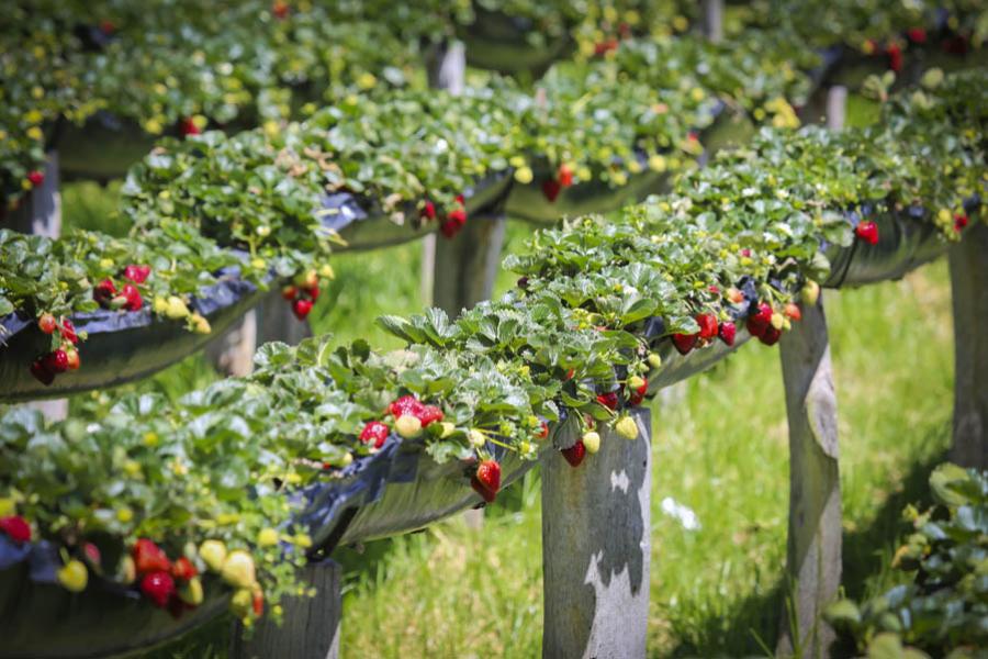 Fresas, Colombia