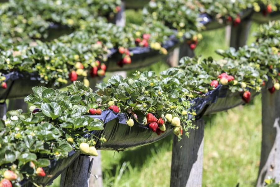 Fresas, Colombia