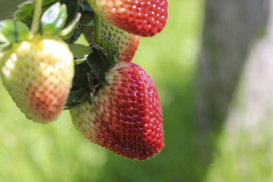 Fresas, Colombia