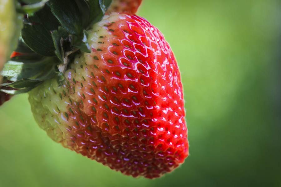 Fresas, Colombia