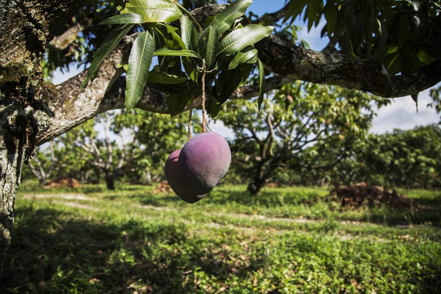 Mango, Colombia