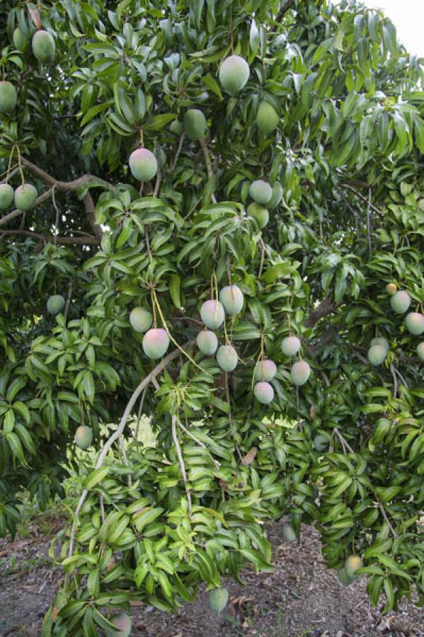 Mango, Colombia