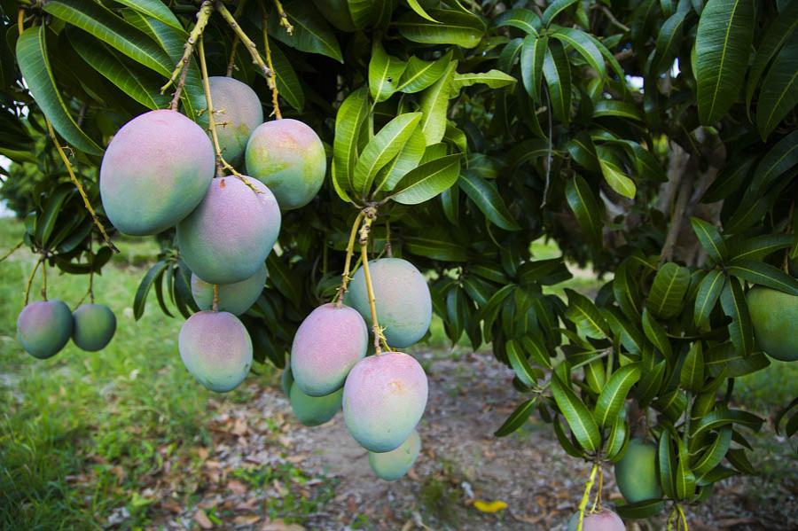 Mango, Colombia