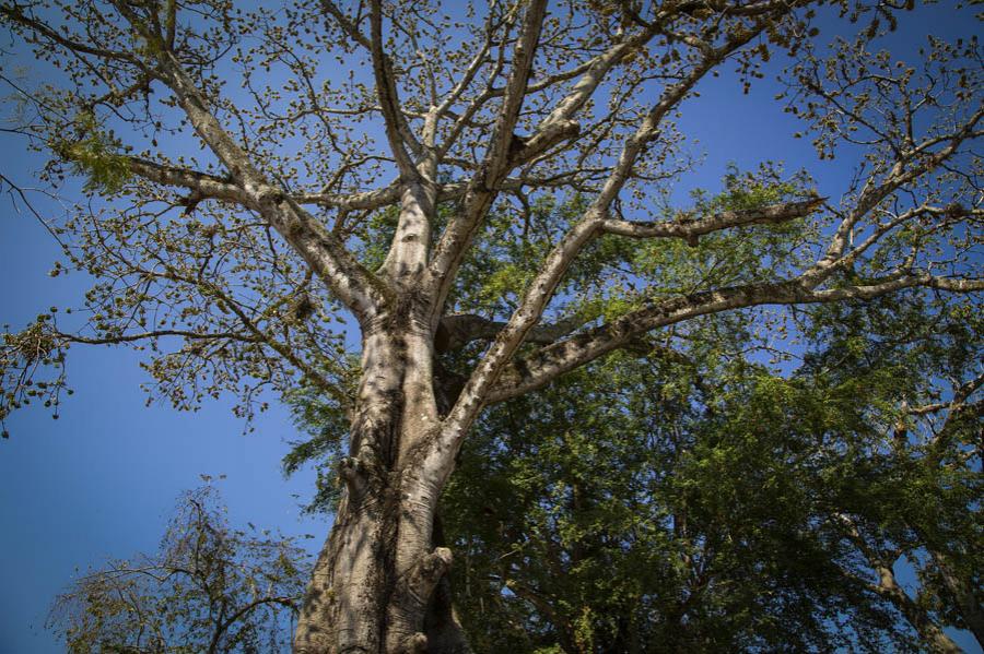 Arbol, Colombia